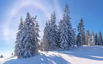 Spruces and Sun, winter, spruces, sun, snow, shadows HD wallpaper