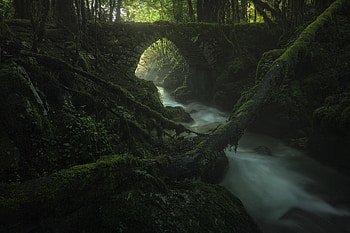 Mystical Forest, , windows HD wallpaper