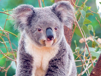 Animals, Koalas HD wallpaper