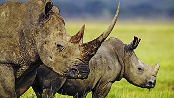 Rhino, Animals, Rhino HD wallpaper