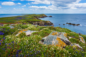 Ireland, Sea, Coast, Horizon, , Coastline, Cloud, Flower, Ocean HD wallpaper