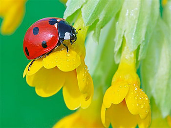 ladybug, rest, yellow, flower HD wallpaper