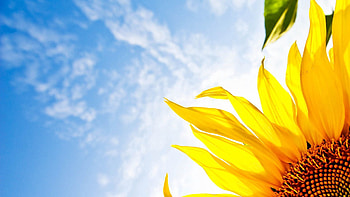 Flowers, Sky, Clouds, Flower, Sunflower HD wallpaper