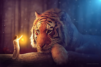 Hello, there!, night, frumusete, tiger, big cat, gorgeous, rafya, girl, mini, dark, superb, pisici, fantasy, light, lantern, giant, rafy a HD wallpaper