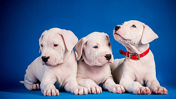 *** Little dogs ***, dog, animal, dogs, animals HD wallpaper