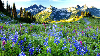 Spring in the Canadian Rockies, Alberta, wildflowers, blossoms, clouds, landscape, sky, canada, mountains HD wallpaper