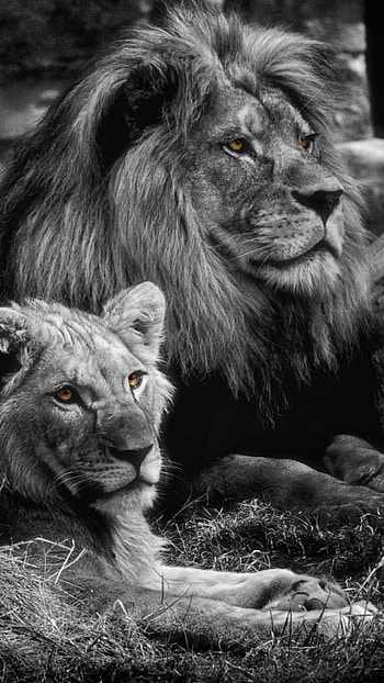 Black Lion, Royal, Animal HD phone wallpaper
