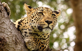 Serengeti National Park, Leopard predator, Wildlife monitoring, Wild cats HD wallpaper
