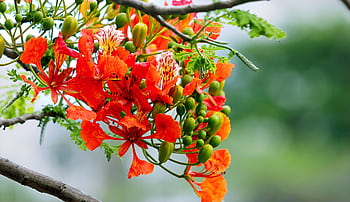 Close-up of vibrant red and orange flowers in full bloom among green foliage, representing spring beauty. HD wallpaper