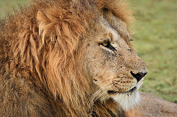 Lion, animal, head, cat HD wallpaper