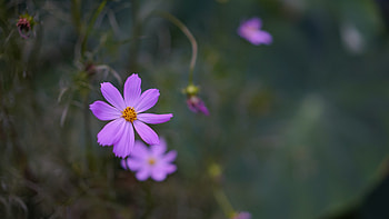 Flowers, Flower, Blur, Smooth, Close-Up, Bloom, Flowering, Kosmeya, Cosmos HD wallpaper