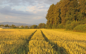 Landscape, Fields HD wallpaper
