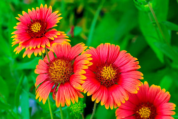Blanket flowers, summer, blanket, garden, beautiful, flowers HD wallpaper