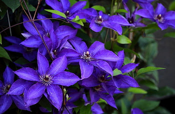 Flowers, Lilac, Close-Up, Bloom, Flowering, Clematis HD wallpaper