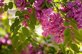 Acacia Tree, Beautiful flower, Pink nature, Captivating HD wallpaper