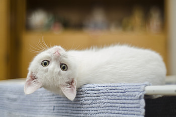 White cat :), animal, white, kitty, cute, cat HD wallpaper