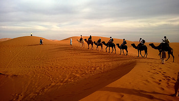 Camels In Caravan Desert, camel, animals, desert HD wallpaper