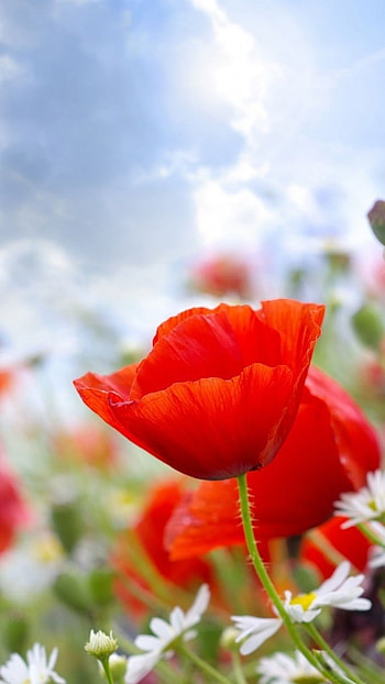 Flower, Summer, Red Flowers HD phone wallpaper