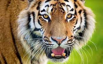 Animals, Tigers HD wallpaper