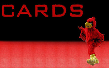 Louisville Cardinal , Louisville Cardinal in . HD wallpaper