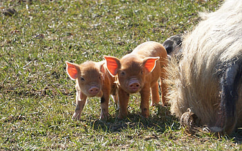Piglets, babies, farm, animals HD wallpaper