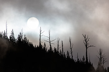 Nature, Trees, Moon, Full Moon HD wallpaper