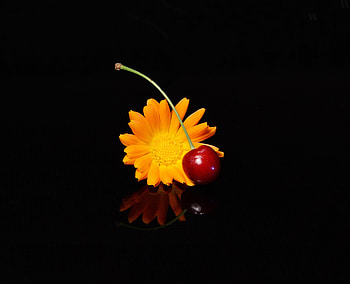 Cherry and flower, portrait, dark HD wallpaper
