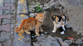 Animals, Couple, Pair, Spotted, Spotty, Striped, Street, Kittens HD wallpaper