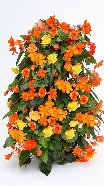Begonia, Yellow HD phone wallpaper
