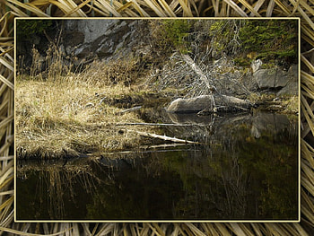 Golden grass, grass, frame HD wallpaper
