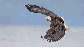 Real, Bald, Eagles HD wallpaper