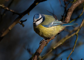Cute little blue tit, Bird, Night, Blue tit, Branches HD wallpaper