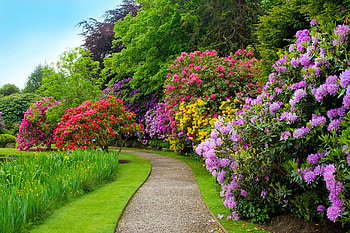 Flower alley, trees, garden, alley, flowers, park, walk, colorful, grass, shrubs, summer HD wallpaper