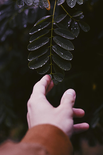 Plant, Hand, Miscellanea, Miscellaneous, Sheet, Leaf, Fingers HD phone wallpaper
