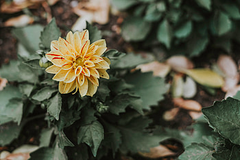 Flowers, Bush, Flower, Petals, Bud HD wallpaper