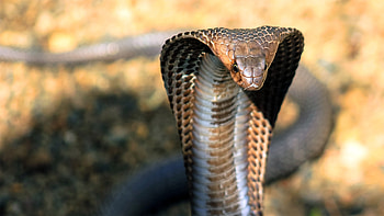 King Cobra fascination, Reptilian majesty, , Animal kingdom marvels HD wallpaper