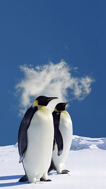 Cute penguin winter animal , Top backgrounds, Endearing creatures, Winter beauty HD phone wallpaper