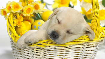 Animals, Dogs HD wallpaper