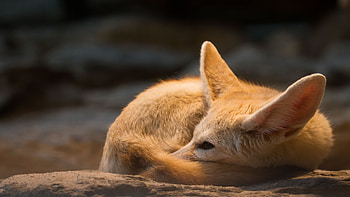 Fennec Fox, , Sleeping fox, Peaceful fennec HD wallpaper