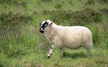 Woolly companions, Sheep in nature, Playful lambs, Idyllic landscapes HD wallpaper