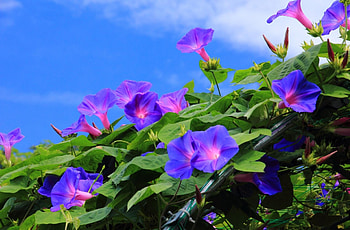 Flowers, Sky, Bindweed, Greens, Morning Glory, Ipme, Wonkie HD wallpaper