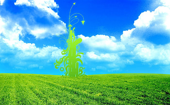 Green, anturium HD wallpaper