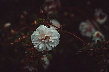Flowers, Drops, Bush, Flower, Petals HD wallpaper