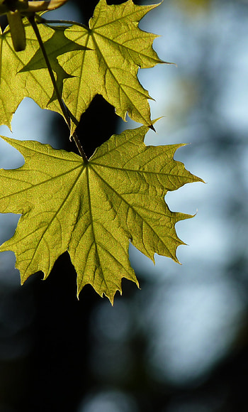 Maple leaf spring, 6 Plus , background, Refreshing beauty HD phone wallpaper
