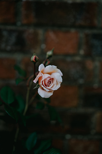 Flowers, Pink, Rose Flower, Rose, Petals, Bud, Blur, Smooth HD phone wallpaper