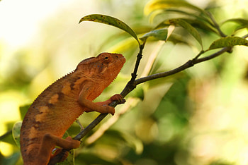 Animals, Leaves, Branch, Reptile, Chameleon HD wallpaper