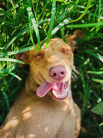 Adorable dog with tongue out, playfully lounging in vibrant, sunlit grass. HD phone wallpaper
