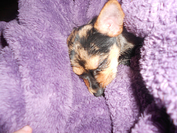 Yorkies Marley my Chihuahua/Yorkie Mix and background HD wallpaper