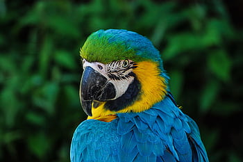 Close-up of a colorful blue and yellow macaw in natural setting, showcasing exquisite feather detail. HD wallpaper