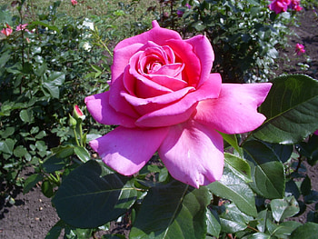 Plants, Flowers, Roses HD wallpaper